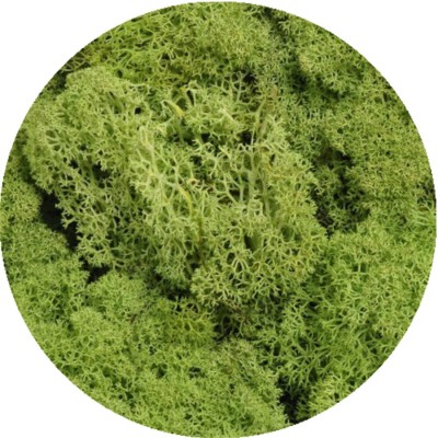 Reindeer moss - Island moss prep. Beginning. 500 g - prepared moss - APPLE GREEN
