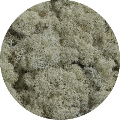 Mech chrobotek reniferowy - Island moss prep. pacz. 500 g - mech preparowany NATURAL