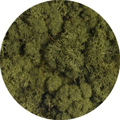 copy of Reindeer moss - Island moss prep. Beginning. 500 g - olive green prepared moss