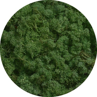 copy of Reindeer moss - Island moss prep. Beginning. 500 g - moss prepared MOSS GREEN