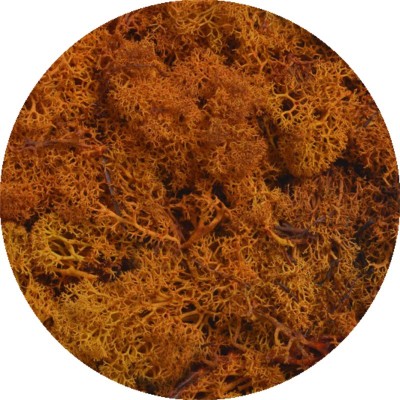copy of Reindeer moss - Island moss prep. Beginning. 500 g - orange prepared moss