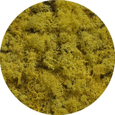 copy of Reindeer moss - Island moss prep. Beginning. 500 g - moss prepared YELLOW