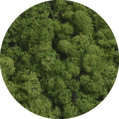 Mech chrobotek reniferowy - Island moss prep. pacz. 500 g - mech preparowany MEDIUM GREEN