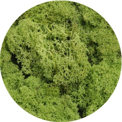 copy of Reindeer moss - Island moss prep. Beginning. 500 g - prepared moss - APPLE GREEN