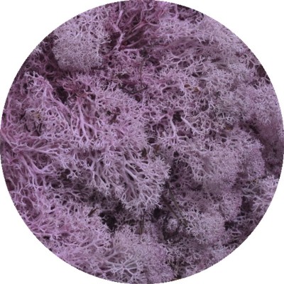 Mech chrobotek reniferowy - Island moss prep. pacz. 250 g - mech preparowany LIGHT PINK