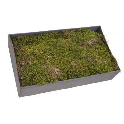 Green moss long 500 g