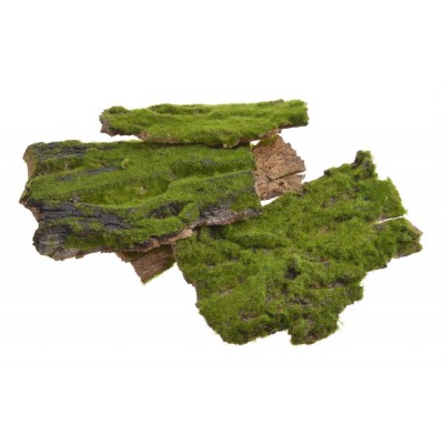 Kora z mchem paczka..17cm