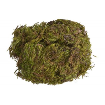 Mech zielony - green moss - BRAZYLIA