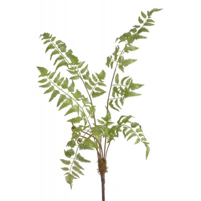 Paproć 95 cm z korzeniem -...