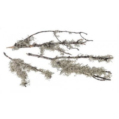 Oak moss with branch L20-70 cm