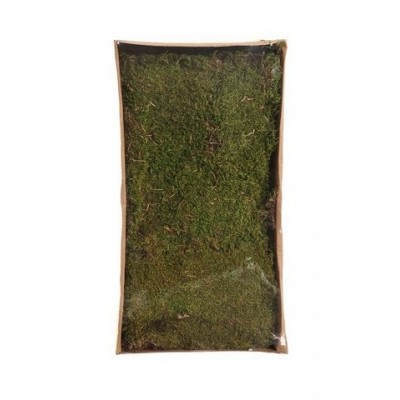 Flat moss 500g - mech leśny płaski