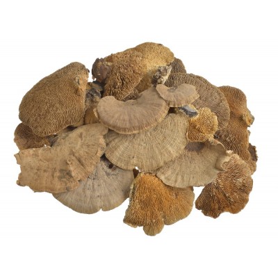 Sponge mushroom medium...