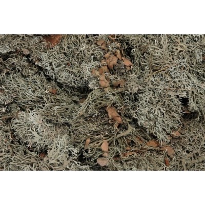 Grey moss - GREY MOSS 500 g
